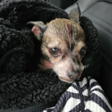 Woman rescues trucker’s co-pilot after fatal crash, helps reunite pup with family