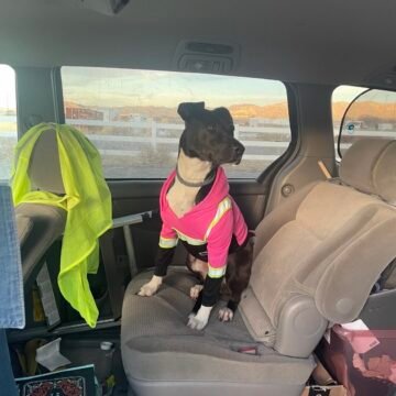 Truckers share co-pilots and spot wildlife OTR on CDLLife App